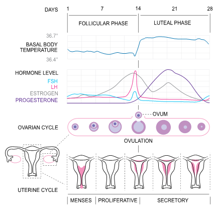 Menstrual Cycle